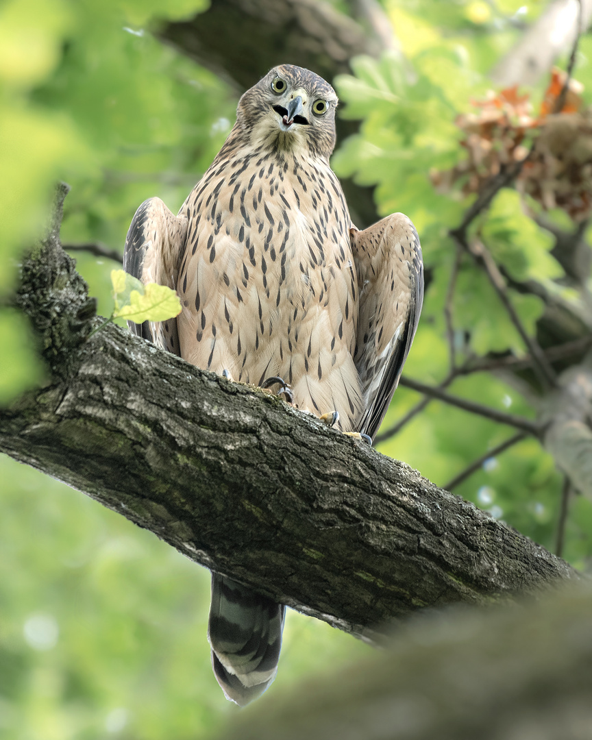 Habicht (Accipiter gentilis)