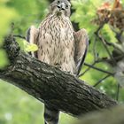 Habicht (Accipiter gentilis)