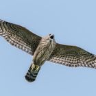 Habicht (Accipiter gentilis)