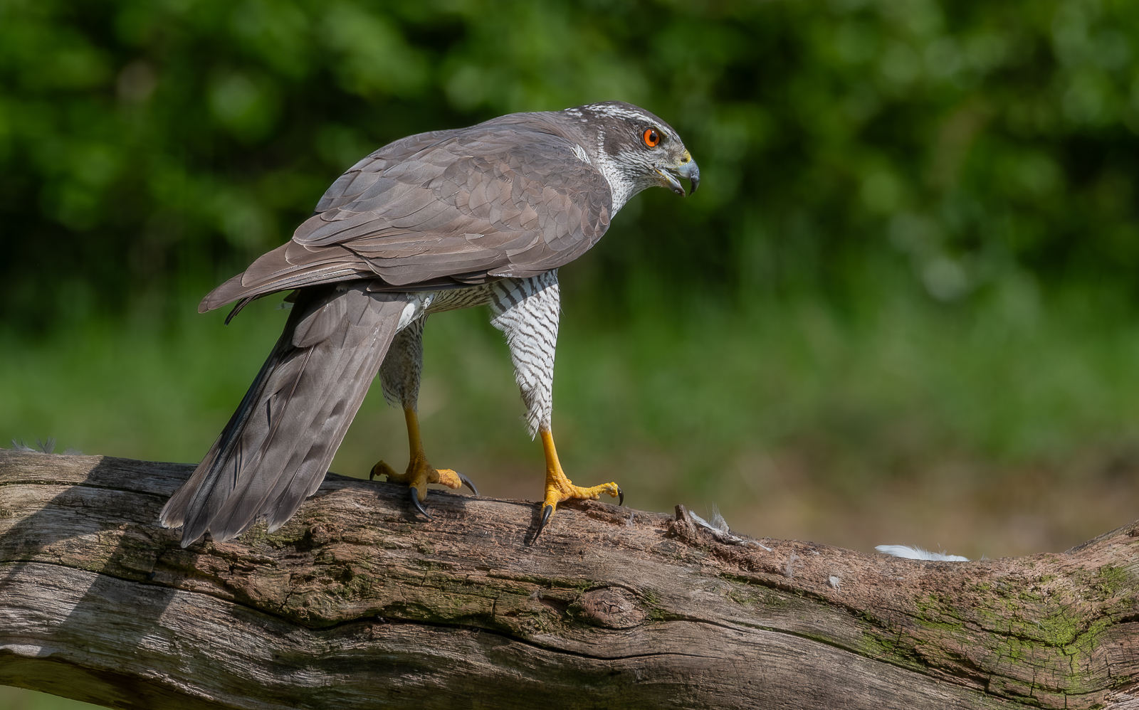 Habicht (Accipiter gentilis)