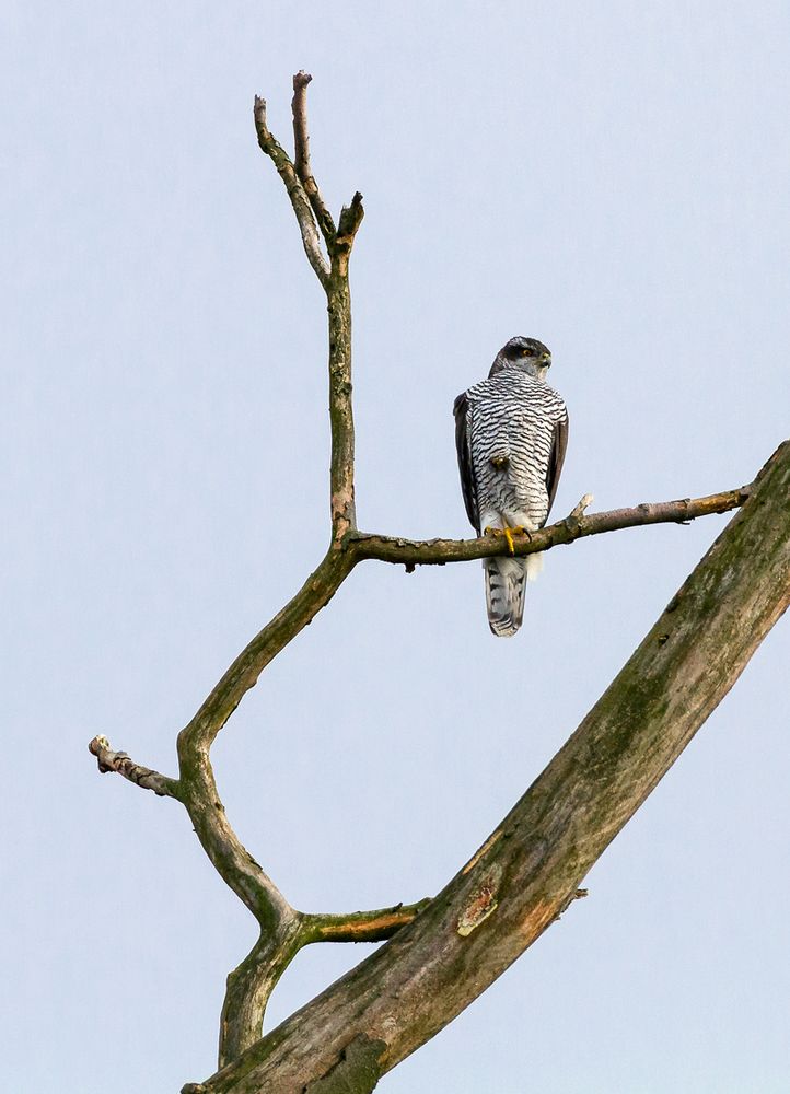 Habicht (Accipiter gentilis)