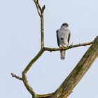 Habicht (Accipiter gentilis)