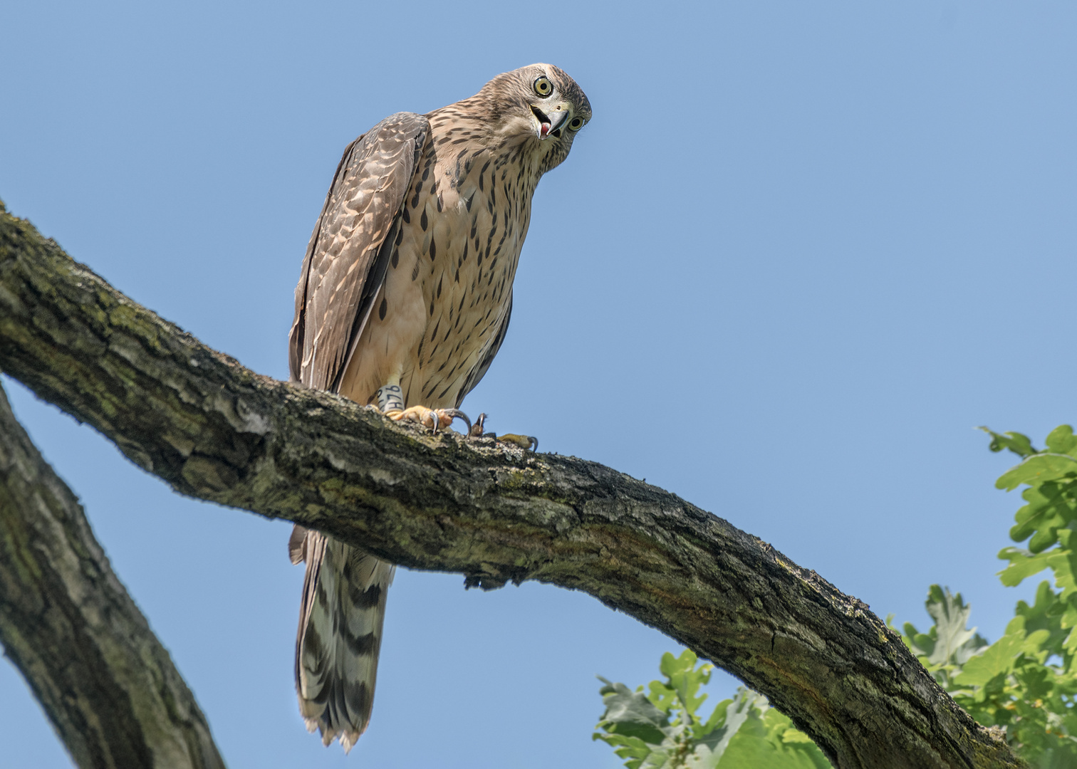 Habicht (Accipiter gentilis) 