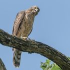 Habicht (Accipiter gentilis) 