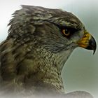 Habicht - Accipiter gentilis