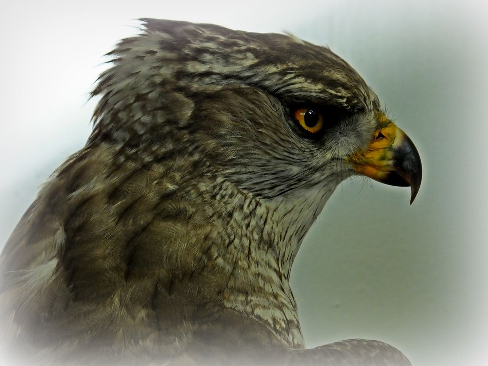 Habicht - Accipiter gentilis