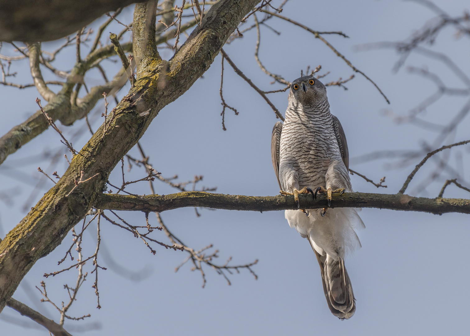 Habicht (Accipiter gentilis)