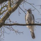 Habicht (Accipiter gentilis)