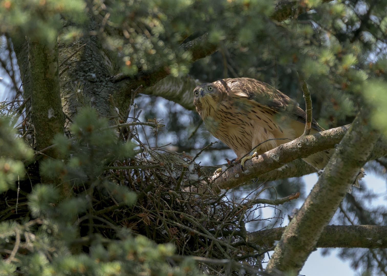 Habicht (Accipiter gentilis)