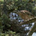 Habicht (Accipiter gentilis)