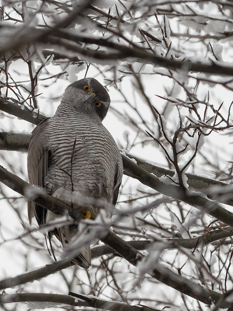 Habicht (Accipiter gentilis)