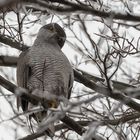 Habicht (Accipiter gentilis)