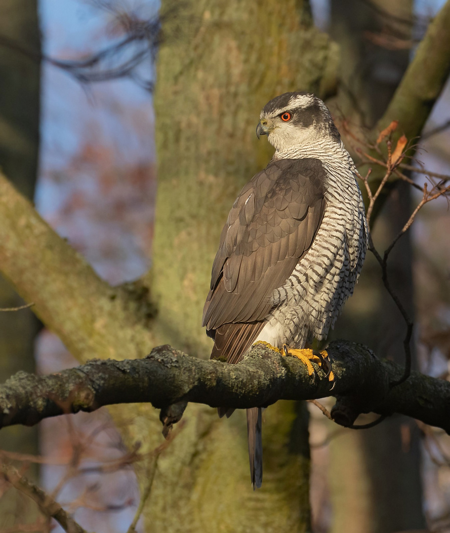 Habicht - Accipiter gentilis