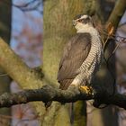 Habicht - Accipiter gentilis