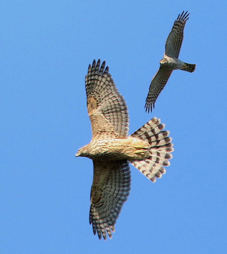 Habicht (Accipiter gentilis)