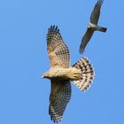 Habicht (Accipiter gentilis)