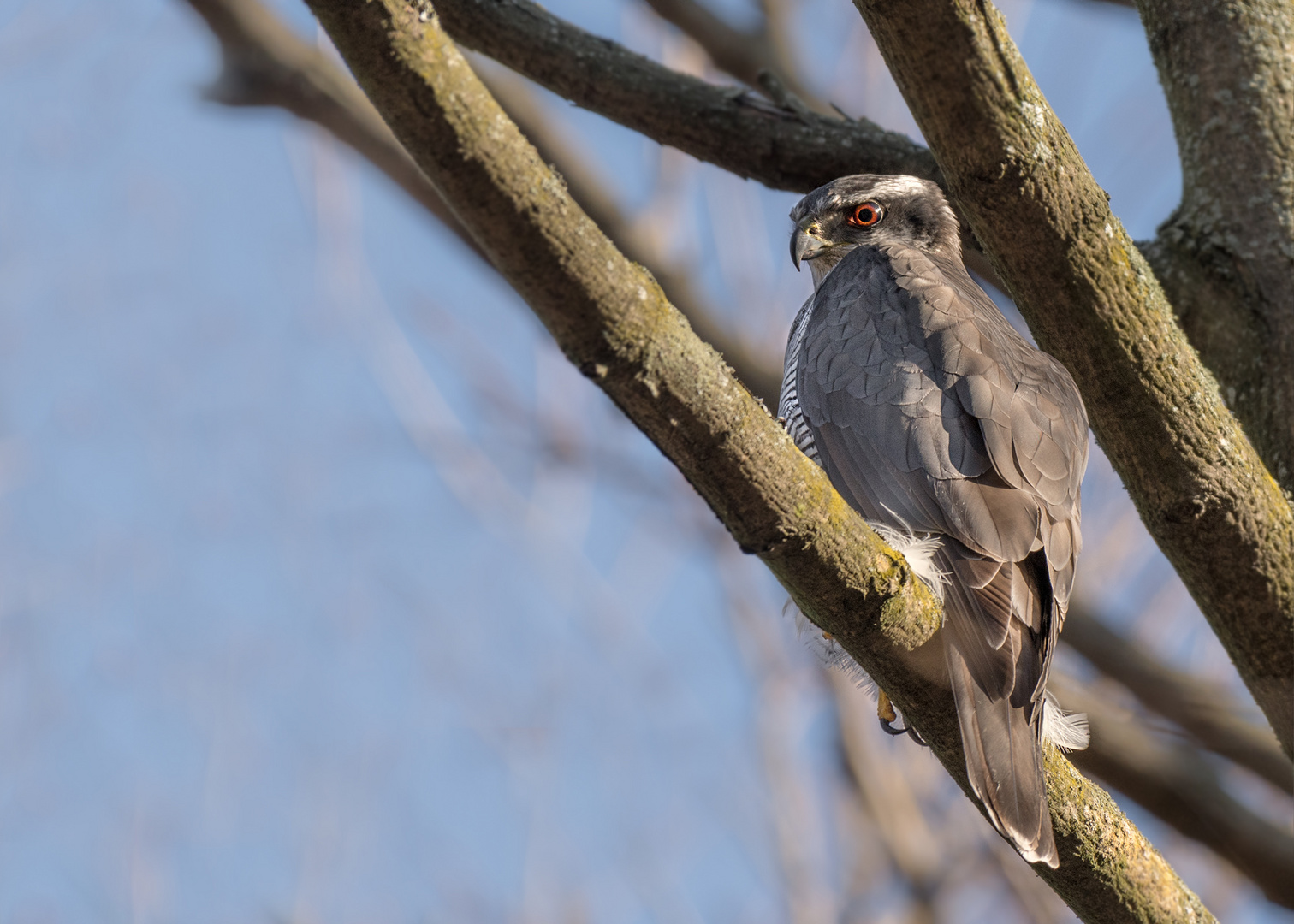 Habicht (Accipiter gentilis)