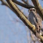 Habicht (Accipiter gentilis)