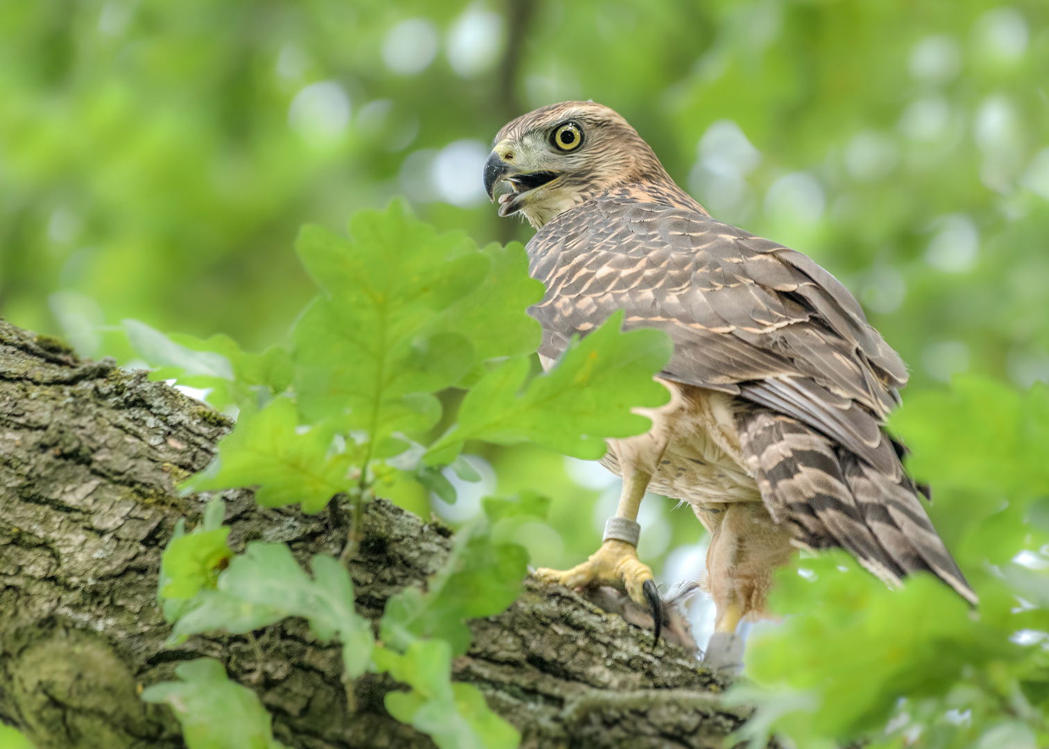 Habicht (Accipiter gentilis)