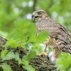 Habicht (Accipiter gentilis)