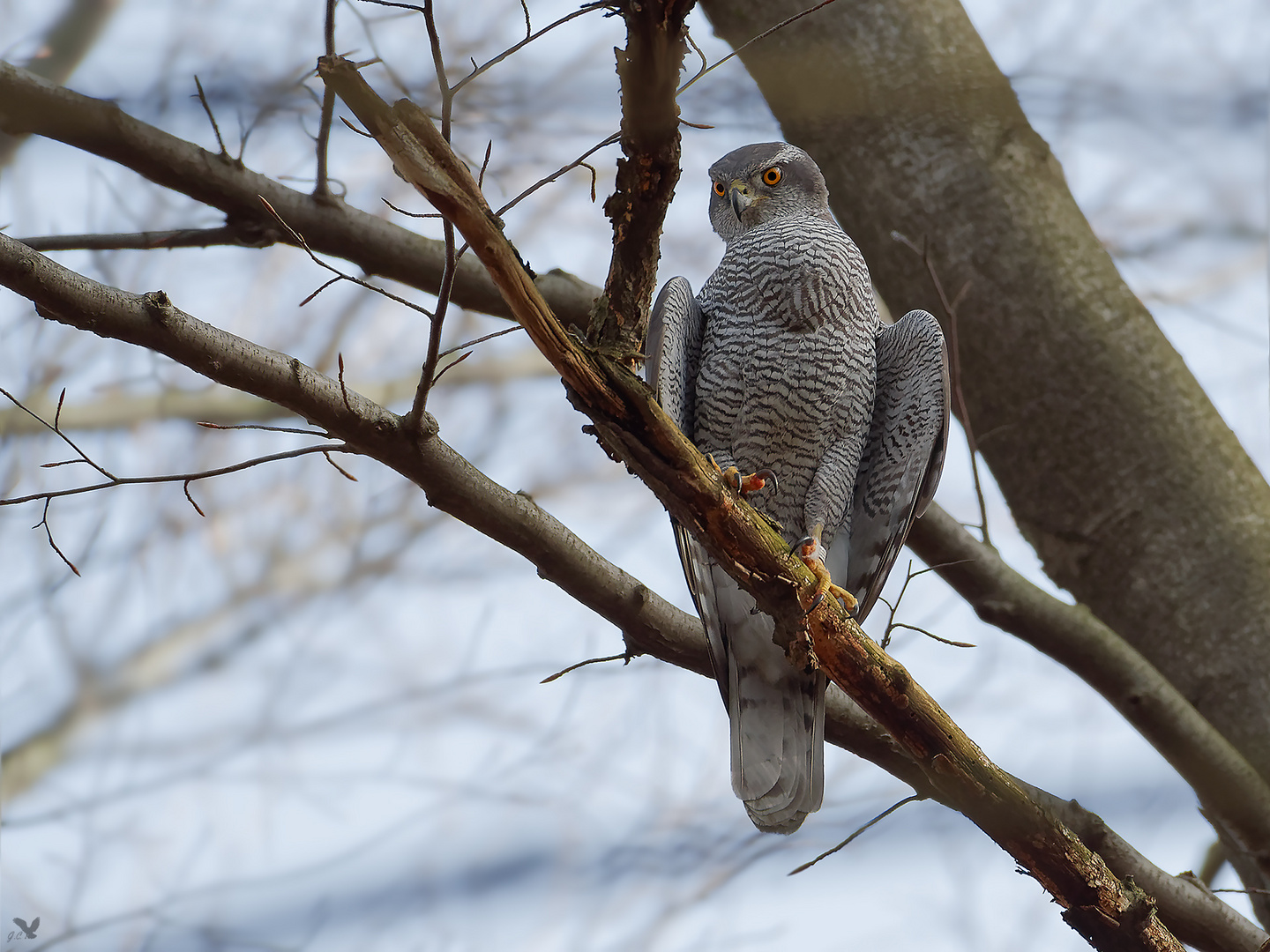 Habicht (Accipiter gentilis) ...