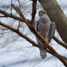 Habicht (Accipiter gentilis) ...