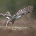 Habicht (Accipiter gentilis)