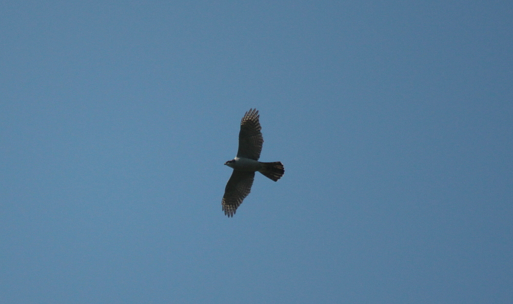 Habicht (Accipiter gentilis)