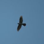 Habicht (Accipiter gentilis)