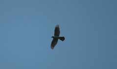 Habicht (Accipiter gentilis)