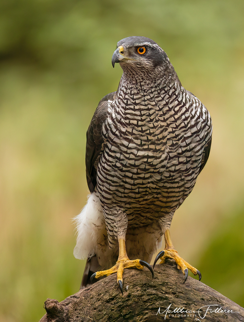 Habicht (Accipiter gentillis)