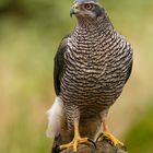 Habicht (Accipiter gentillis)