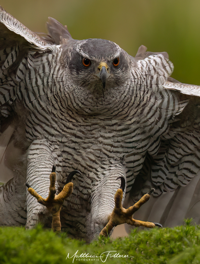 Habicht (Accipiter gentillis)