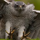 Habicht (Accipiter gentillis)