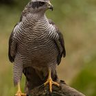 Habicht (Accipiter gentillis)