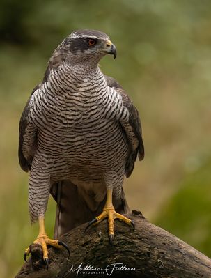 Habicht (Accipiter gentillis)