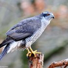  - Habicht -   ( Accipiter gentis )