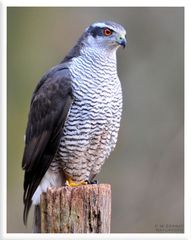 - Habicht - ( Accipiter gentis )