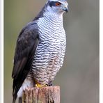 - Habicht - ( Accipiter gentis )