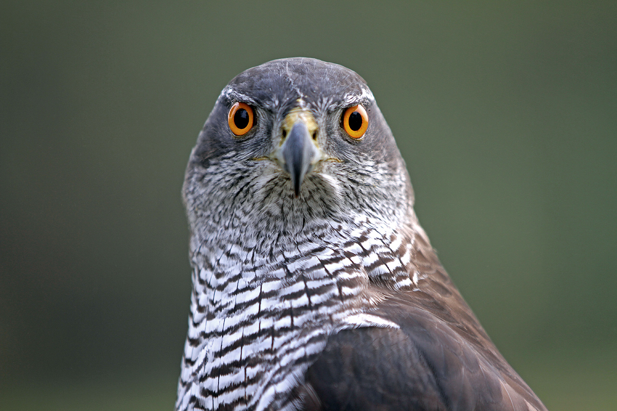 Habicht Altvogel