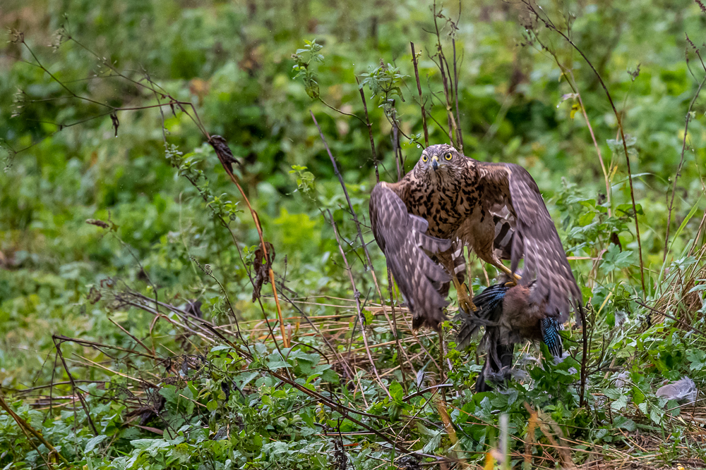 Habicht auf Jagd