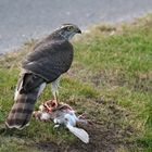 Habicht auf Schneehuhn?