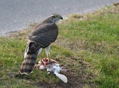 Habicht auf Schneehuhn?