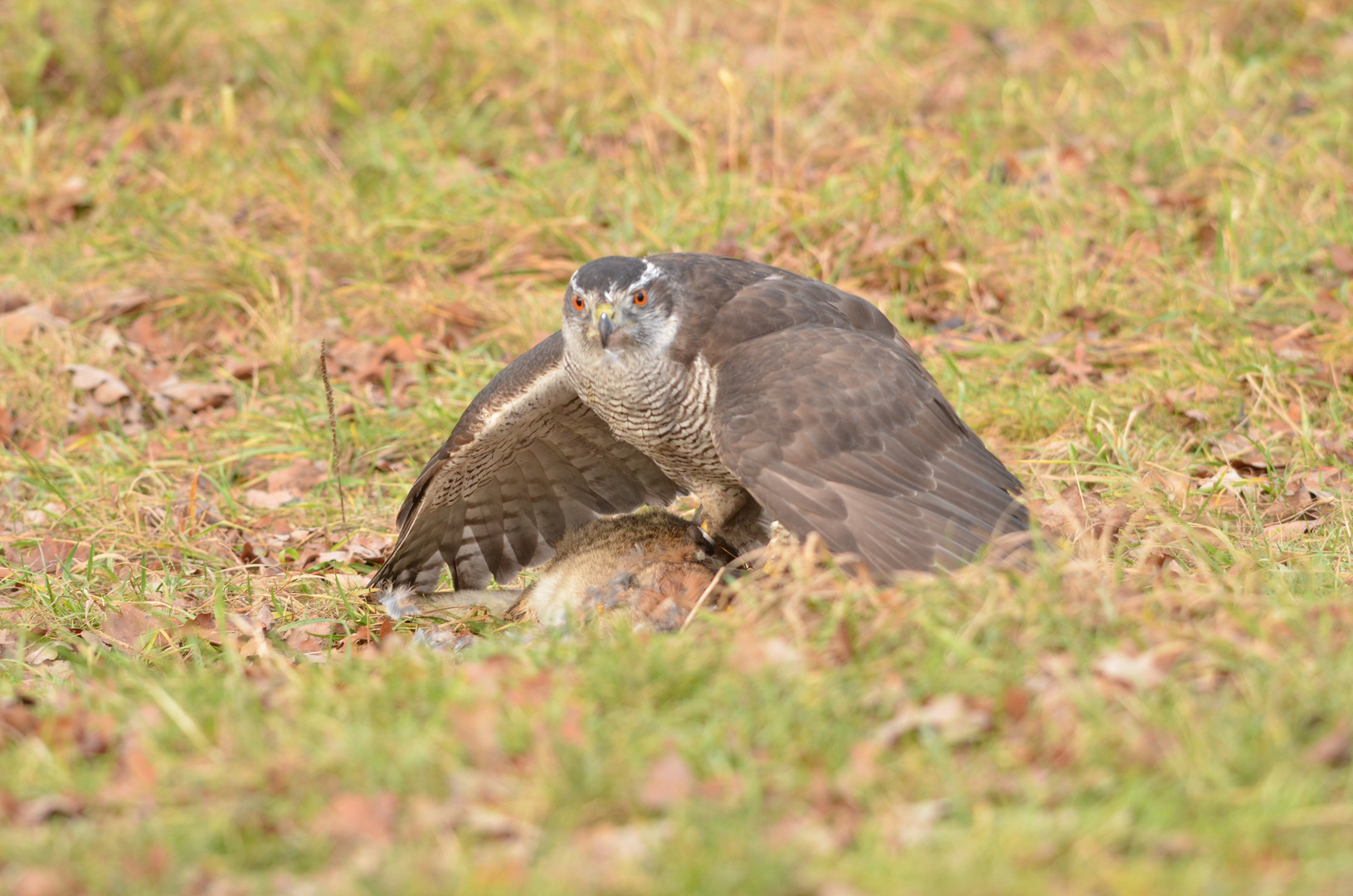 Habicht bei der Jagd 1