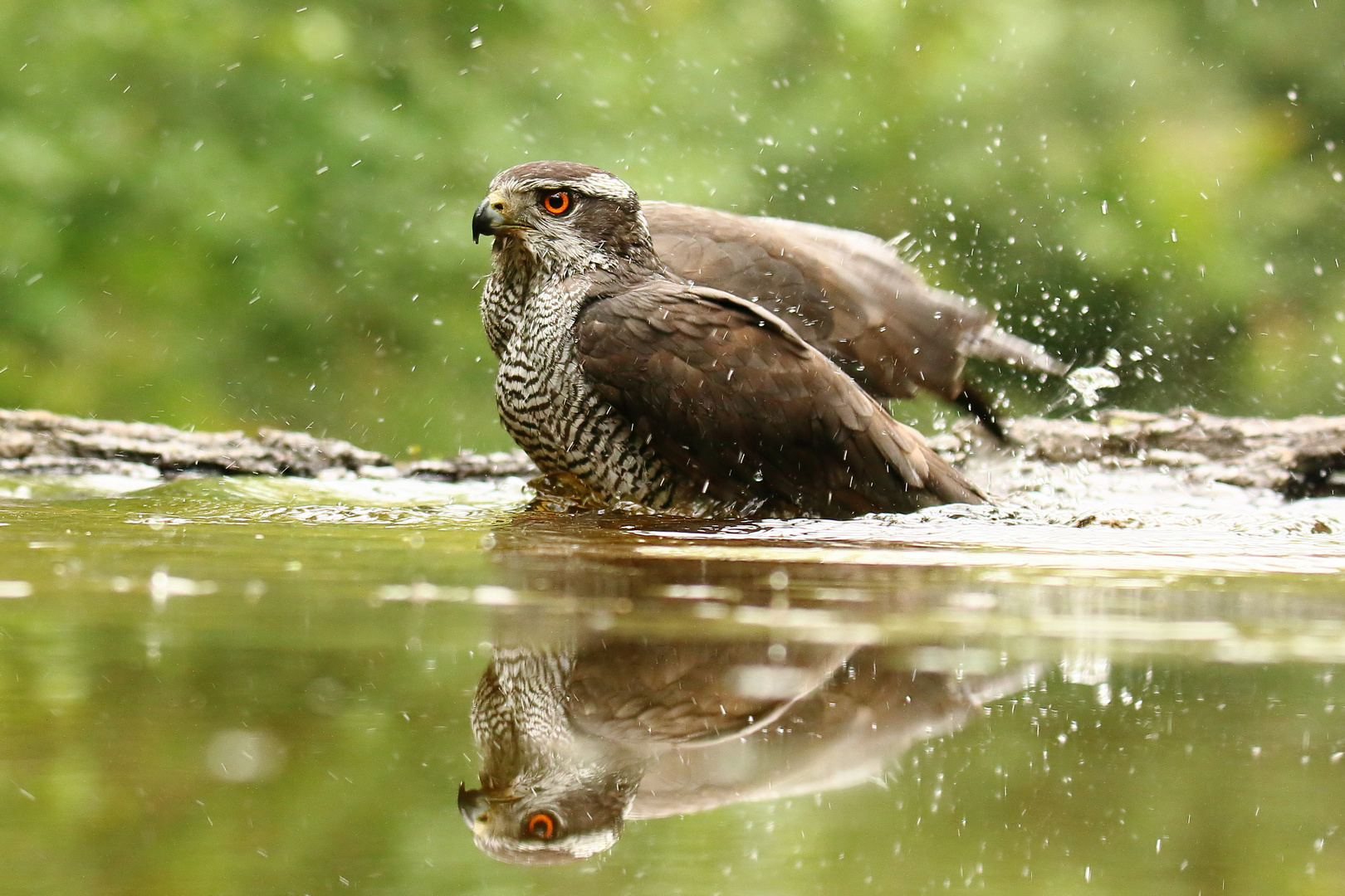 Habicht beim Baden