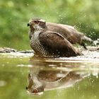 Habicht beim Baden