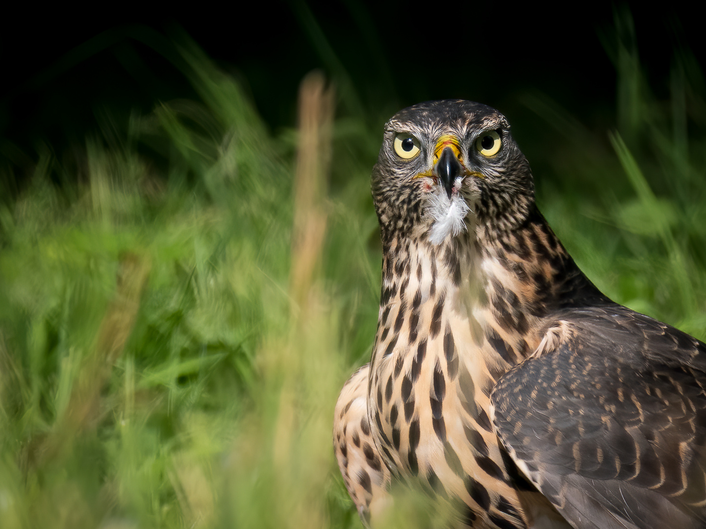 Habicht beim Taube rupfen im Garten erwischt Foto & Bild tiere