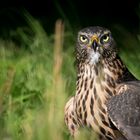 Habicht beim Taube rupfen im Garten erwischt