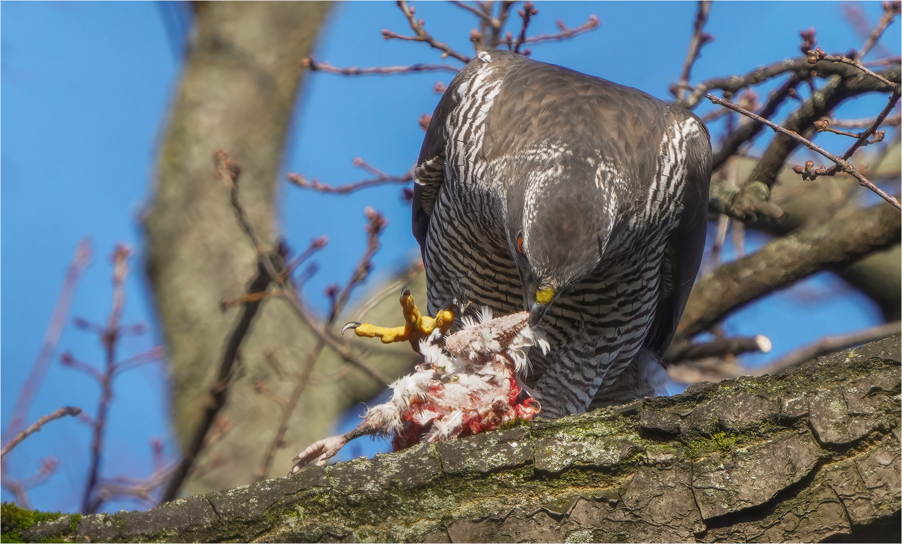 Habicht - Heute gibt es mal lecker Taube