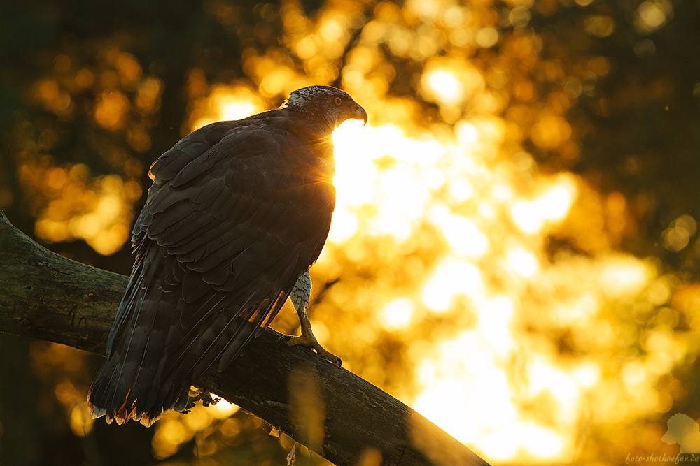 Habicht im Abendlicht